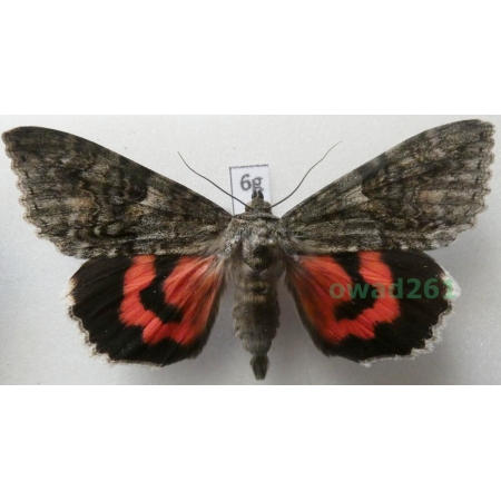 Catocala nupta (Linnaeus, 1767) Czech 74mm6g